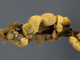 Attēlu rezultāti vaicājumam “Diderma ochraceum macro”