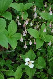 Attēlu rezultāti vaicājumam “Linnaea borealis leaf”
