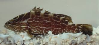 Image result for Mycteroperca bonaci