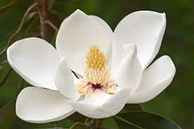 Attēlu rezultāti vaicājumam “Magnolia”