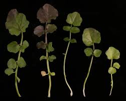 Attēlu rezultāti vaicājumam “Cardamine pratensis”