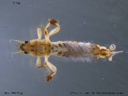 Attēlu rezultāti vaicājumam “Ephemera vulgata”