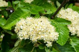 Attēlu rezultāti vaicājumam “Sorbus intermedia”