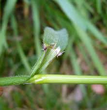 Attēlu rezultāti vaicājumam “Anthoxanthum odoratum”