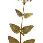 Attēlu rezultāti vaicājumam “Scrophularia umbrosa flower”