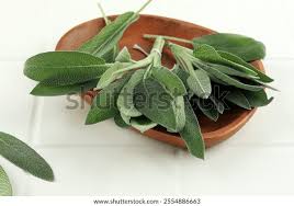 Attēlu rezultāti vaicājumam “Salvia officinalis leaf”