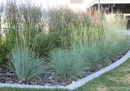 Attēlu rezultāti vaicājumam “Helictotrichon pratense”