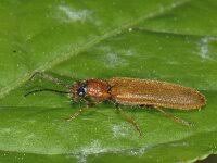 Attēlu rezultāti vaicājumam “Denticollis linearis”