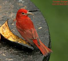 Image result for Piranga rubra