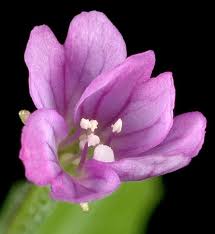 Attēlu rezultāti vaicājumam “Epilobium roseum flower”