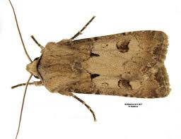 Attēlu rezultāti vaicājumam “Agrotis exclamationis”