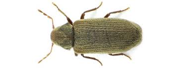 Attēlu rezultāti vaicājumam “Anobium pertinax”