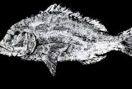 Image result for Dentex dentex