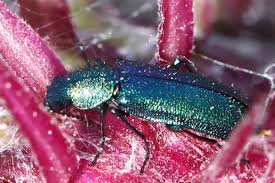 Attēlu rezultāti vaicājumam “Dasytes caeruleus imago”