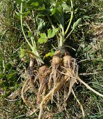 Attēlu rezultāti vaicājumam “Pastinaca sativa subsp. sylvestris fruit”