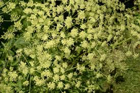 Attēlu rezultāti vaicājumam “Heracleum sphondylium subsp. sibiricum”