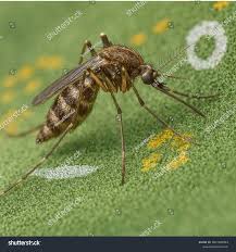 Attēlu rezultāti vaicājumam “Culex pipiens”