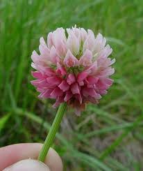 Attēlu rezultāti vaicājumam “Trifolium hybridum”