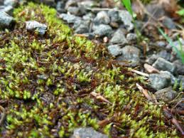 Attēlu rezultāti vaicājumam “Hygrohypnum luridum”