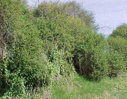 Attēlu rezultāti vaicājumam “Bryonia alba bud”