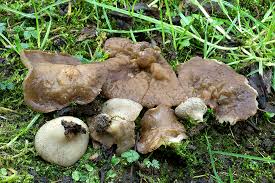 Attēlu rezultāti vaicājumam “Disciotis venosa”