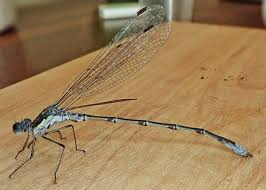 Attēlu rezultāti vaicājumam “Lestidae”