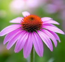 Image result for Echinacea angustifolia