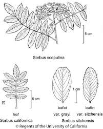 Attēlu rezultāti vaicājumam “Sorbus”