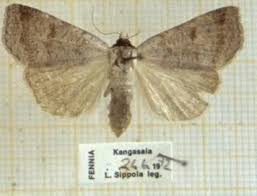 Attēlu rezultāti vaicājumam “Lygephila viciae”