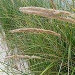 Attēlu rezultāti vaicājumam “Ammophila arenaria”