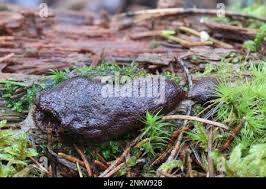 Attēlu rezultāti vaicājumam “Siphoptychium violaceum young”