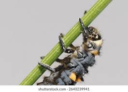 Attēlu rezultāti vaicājumam “Coccinella septempunctata larva”