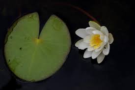 Attēlu rezultāti vaicājumam “Nymphaea candida leaf”