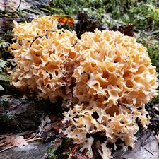 Attēlu rezultāti vaicājumam “Sparassis crispa”