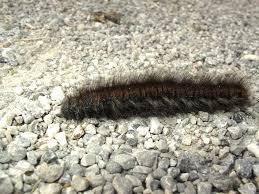 Attēlu rezultāti vaicājumam “Macrothylacia rubi larva”