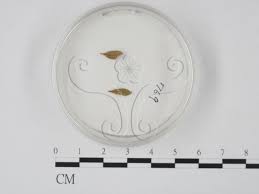 Attēlu rezultāti vaicājumam “Physarum melleum”