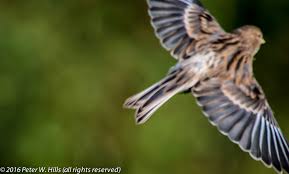 Image result for twite photo