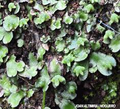 Attēlu rezultāti vaicājumam “Preissia quadrata”