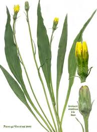 Attēlu rezultāti vaicājumam “Scorzonera humilis leaf”