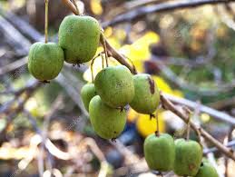 Attēlu rezultāti vaicājumam “Actinidia kolomikta fruit”