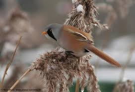 Attēlu rezultāti vaicājumam “Panurus biarmicus”