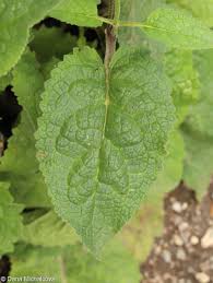 Attēlu rezultāti vaicājumam “Verbascum nigrum leaf”