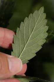 Attēlu rezultāti vaicājumam “Agrimonia pilosa leaf”