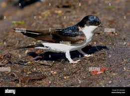 Attēlu rezultāti vaicājumam “Delichon urbicum adult”