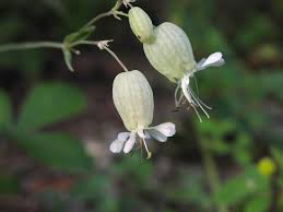 Attēlu rezultāti vaicājumam “Silene vulgaris”