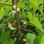 Attēlu rezultāti vaicājumam “Menispermum dauricum fruit”