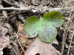 Attēlu rezultāti vaicājumam “Hepatica nobilis leaf”