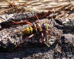 Attēlu rezultāti vaicājumam “Plagionotus detritus”