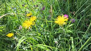 Image result for Inula hirta