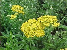 Image result for Achillea filipendulina